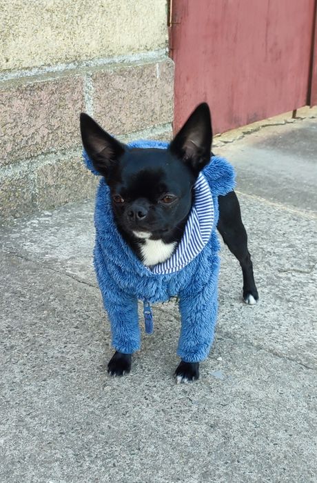 Чихуахуа мальчик