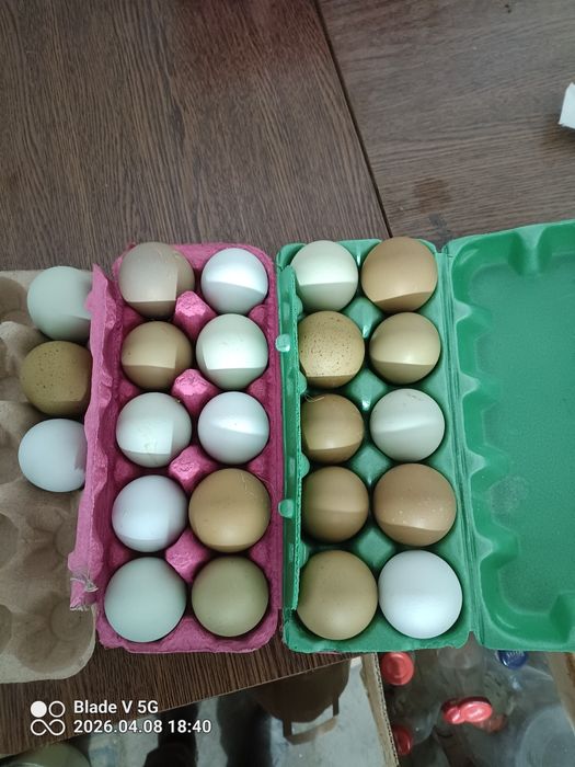 Jaja lęgowe dużych kaczek Aylesbery Ruańskie. Marans Green Shell