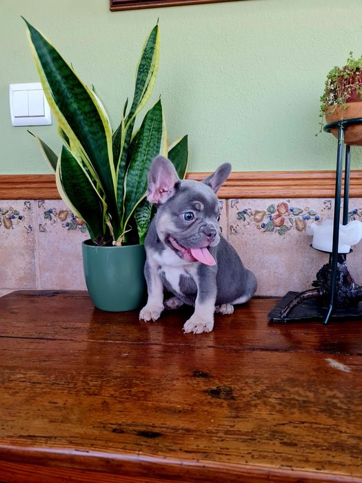Excelente menino Bulldog/Bouledogue Francês de Qualidade