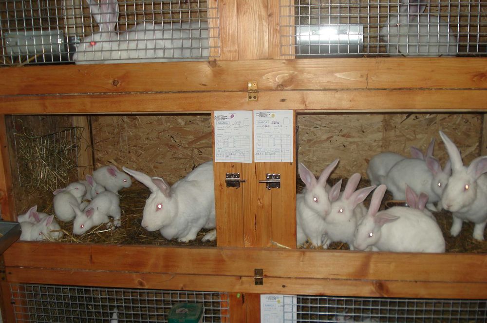 Króliki Termondzkie Białe z rodowodami