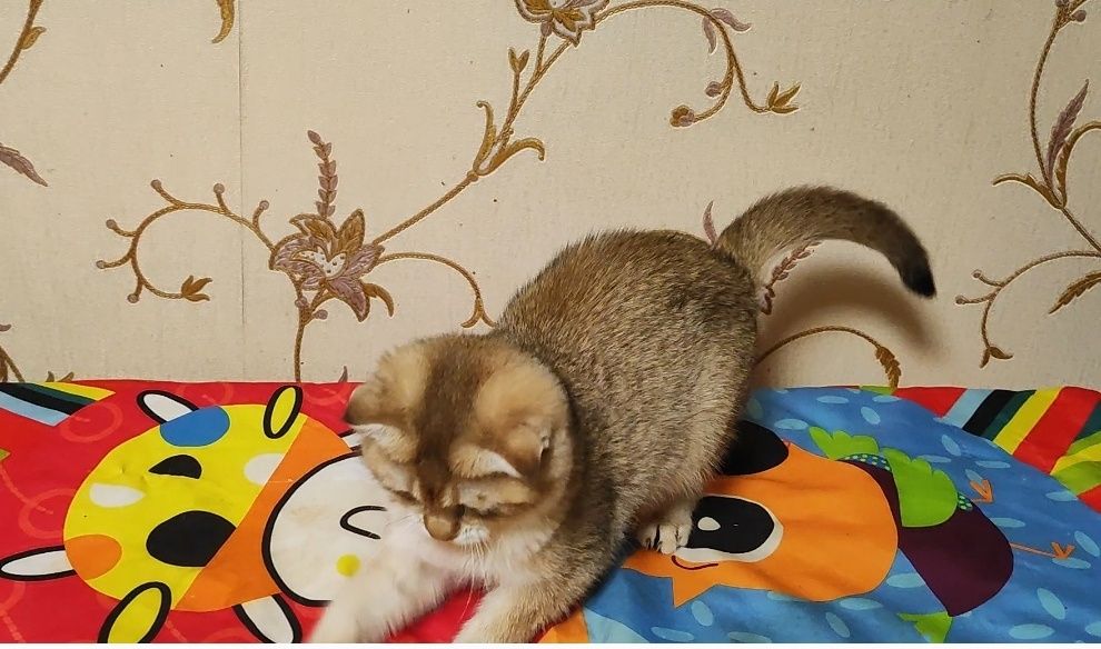 Золота шиншила - висловуха дівчинка