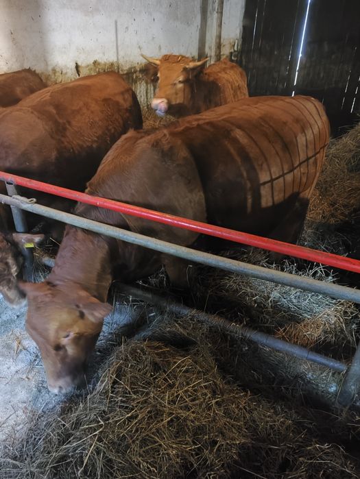 Jałówki cielne mięsne hereford limousine angus
