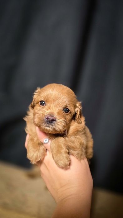 Mini Maltipoo kochany piesek- odbiór wrzesień, badania, wyprawka , mała hodowla