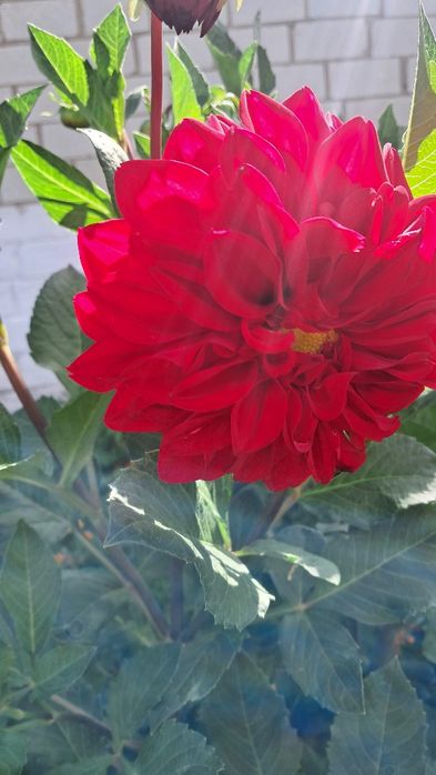 Хризантема не висока