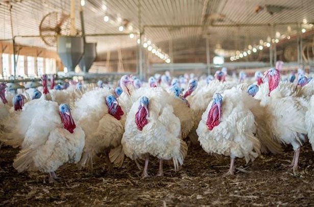 Інкубаційне яйце м'ясо-яєчного направлення кучінська бройлери