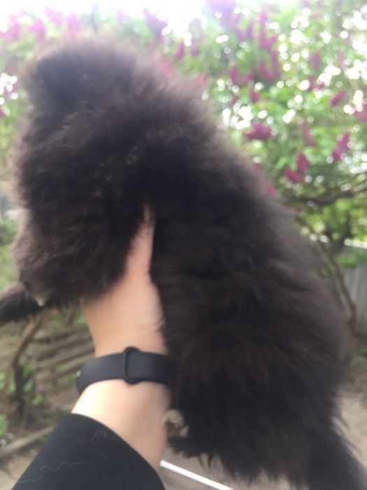 Продам черную девочку померанского шпица! Лучший щенок помета!