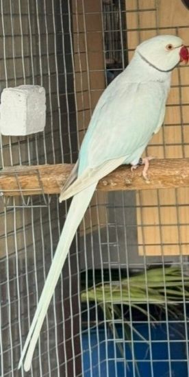 Ringnek machos para acabar de criar a mão