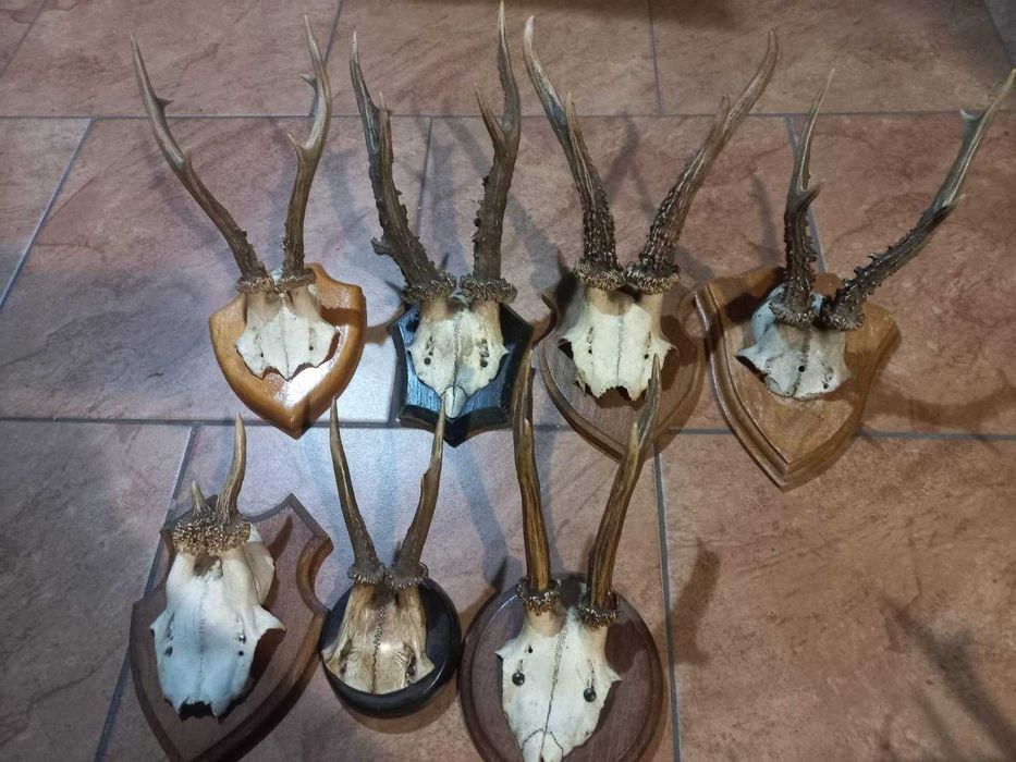 Poroże na sprzedaż