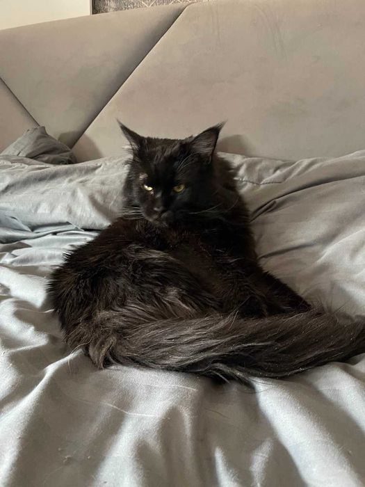 Мейн Кун чекає на в'язку кішечку