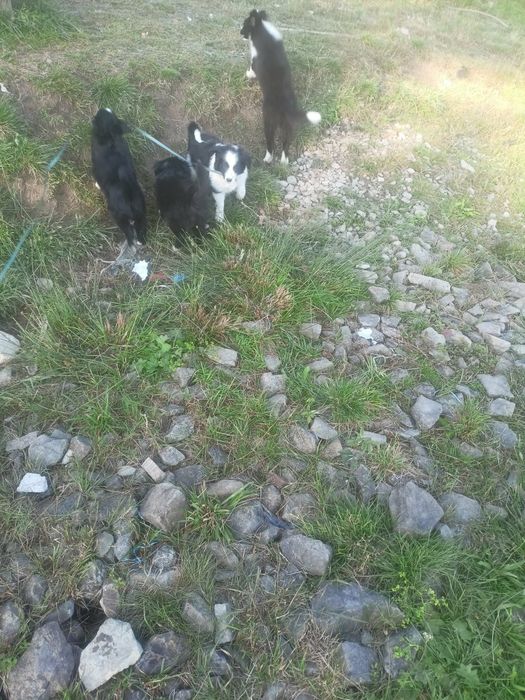 Pieski border collie