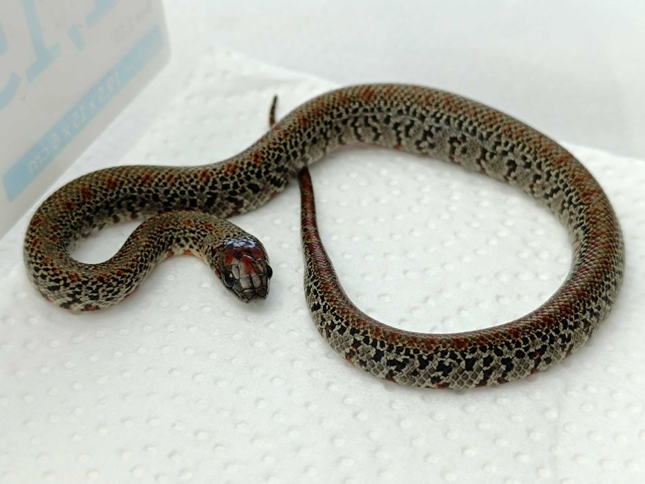 Lancetogłów meksykański / Lampropeltis mexicana / Samica / Odmiana:  Ultragranit / ID: C2