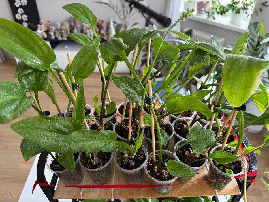 Домашні рослини (Фікус Бенжаміна, Плектрантус, Дріміопсіс, Колеус)