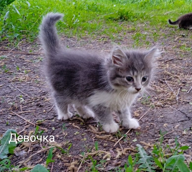 Віддамо кошенят у добрі руки безкоштовно