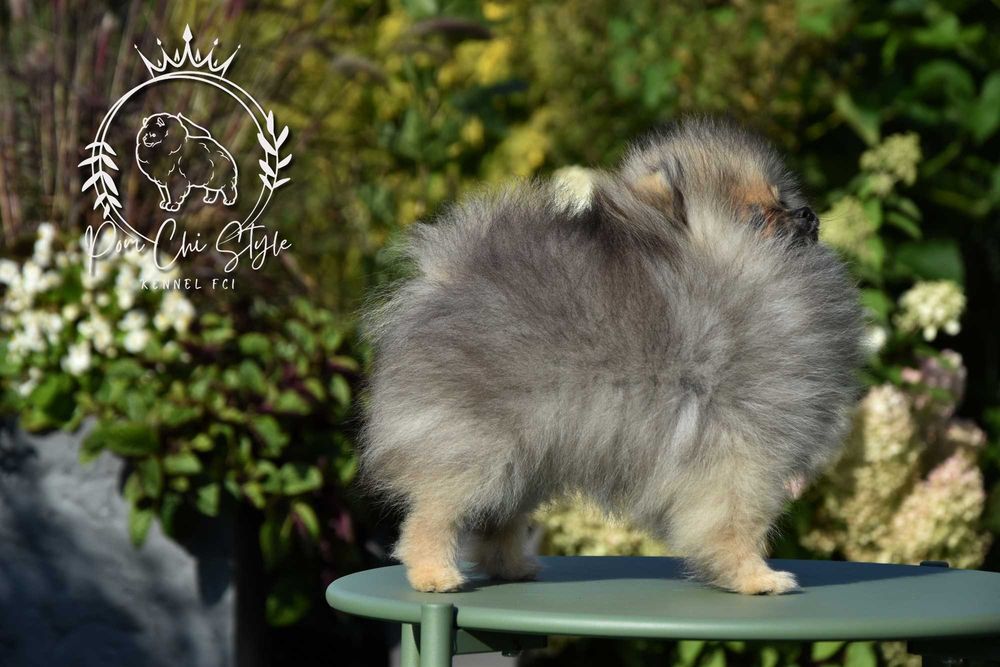Szpic miniaturowy Pomeranian ZKwP FCI