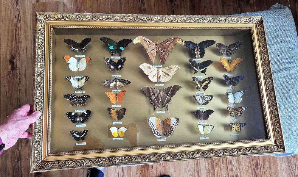 Motyl motyle kolekcja motyli w pięknej drewnianej gablocie