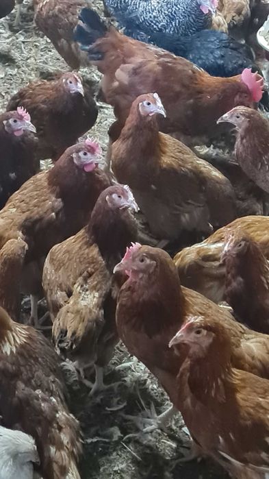 KURY MŁODE NIOSKI Messa Rosa Leghorn z dowozem do klienta GRATIS