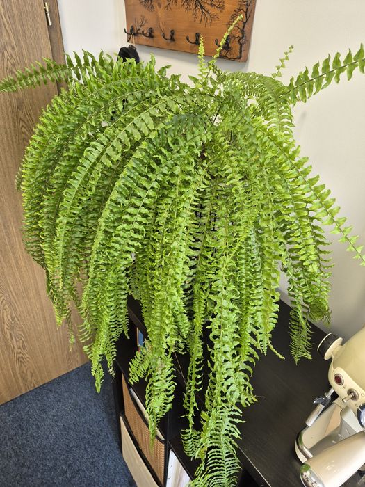 Paprotka duża o szerokości ok 70 cm