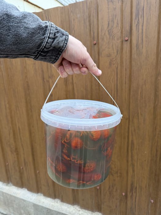 Раки  живі/варені Кропивницький