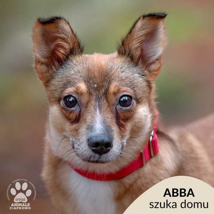 Abba czeka na dom! OTOZ Animals Ciapkowo