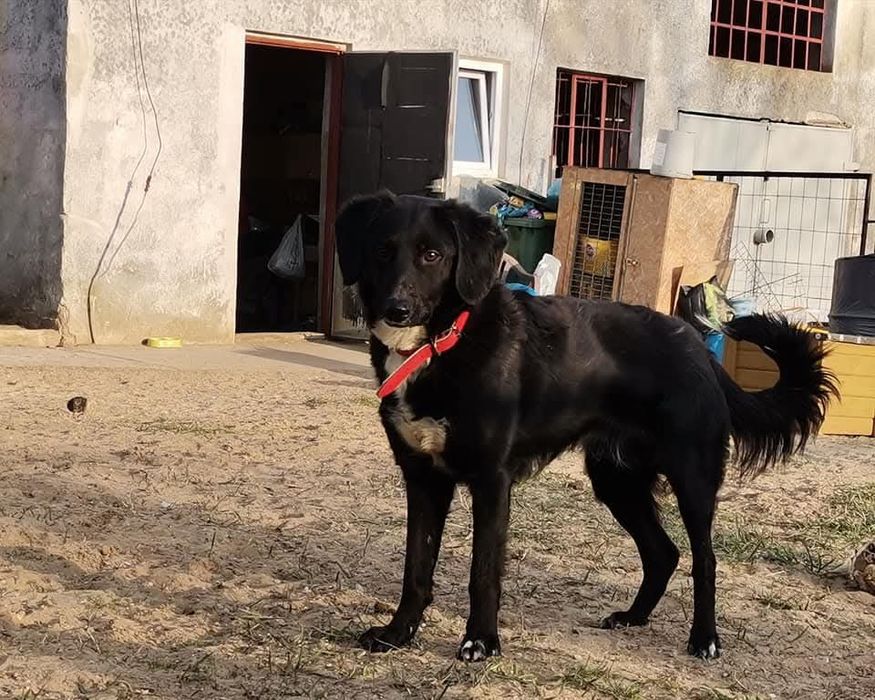 Wylękniony Pędzelek szuka domu