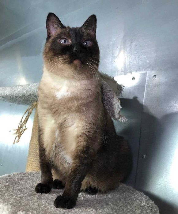 Неймовірно красива КОШЕЧКА Іззі, голубоока леді тайської породи