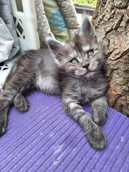 Mainecoon czarna dymna koteczka