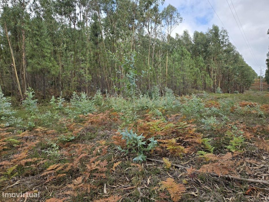 Terreno Rústico 3.250 m² – Herdade, Sertã