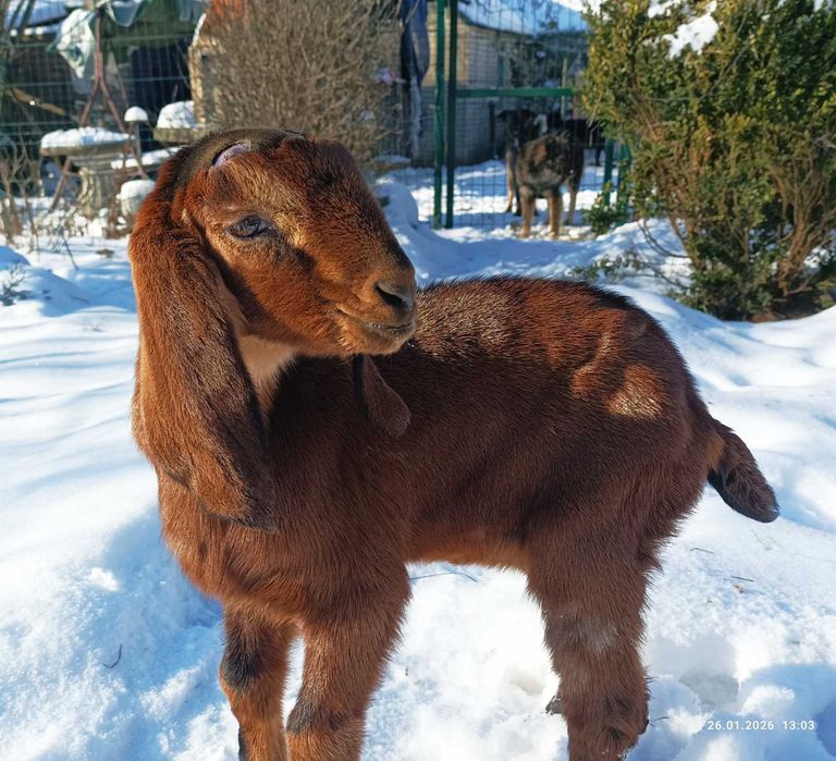 Козочка 25% камори , коза,козлята