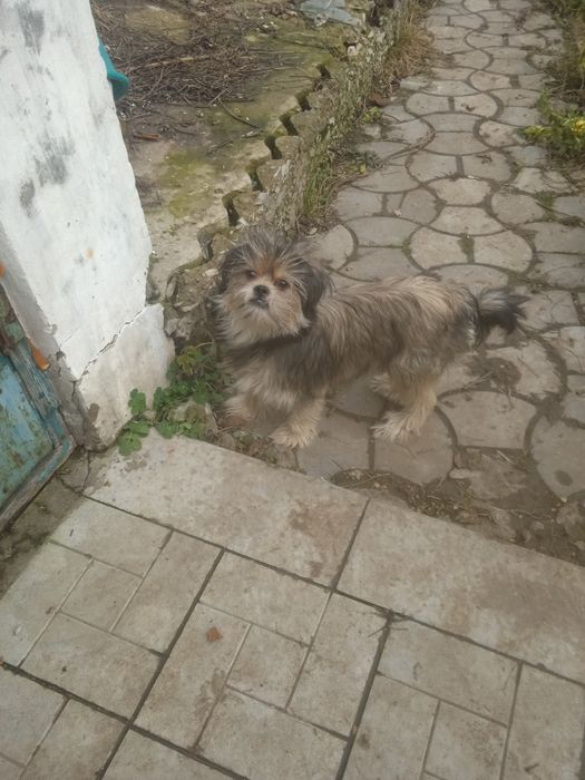 Прилаштовується в родину