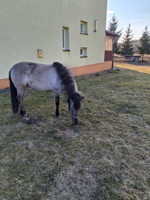 Konik Polski klacz - sprzedam