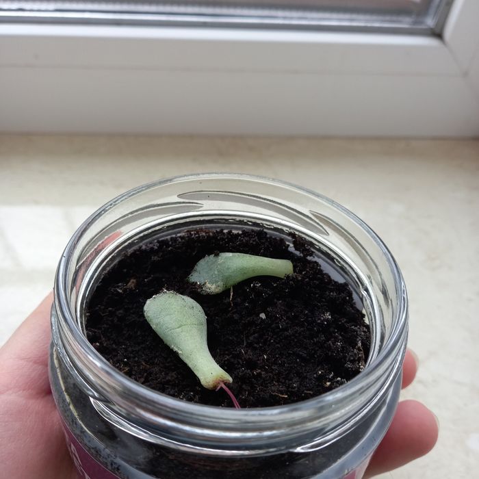 Сукуленты Эхеверия