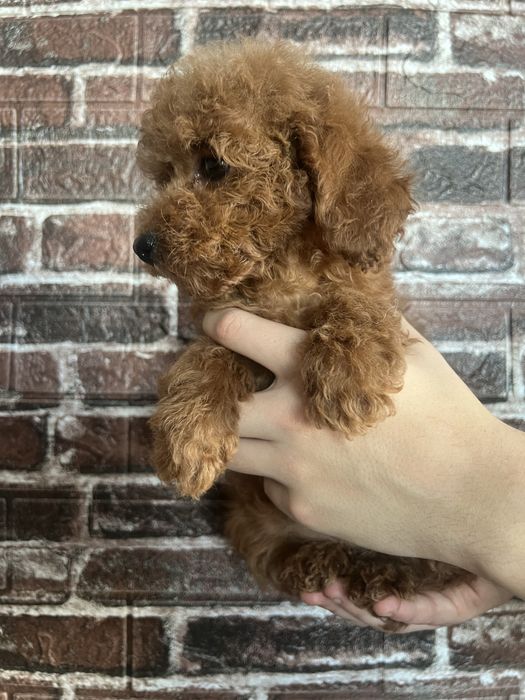 Девочка той пудель