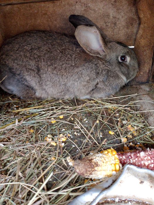 Продам кроликів.