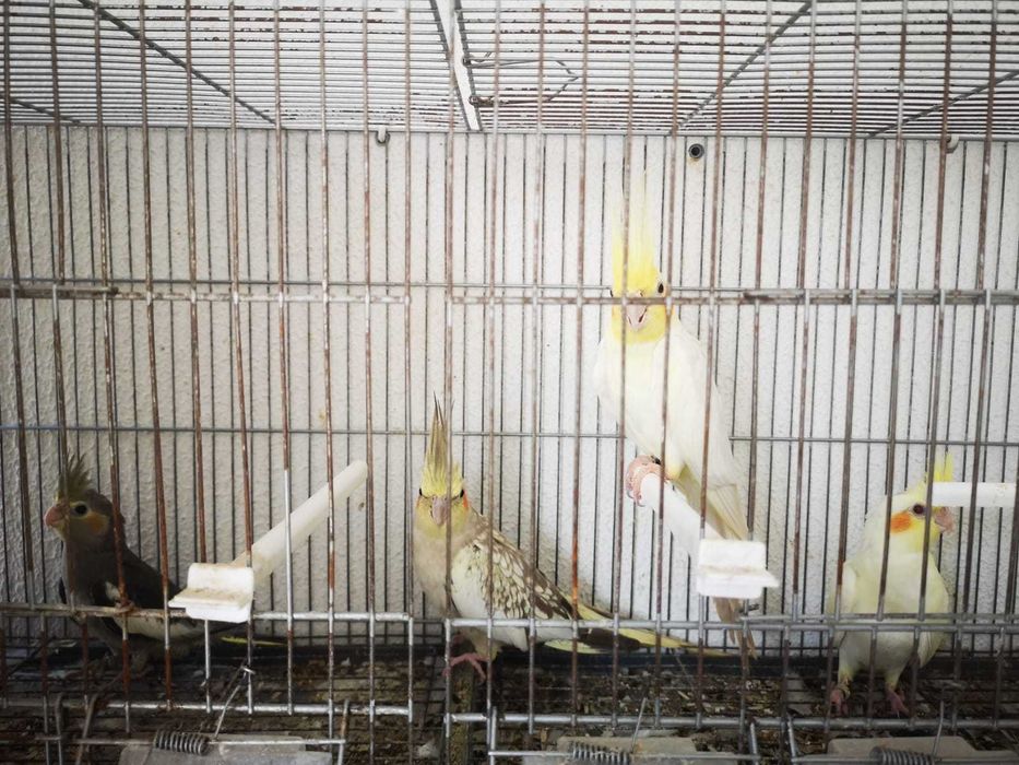 Caturra nova anilhada