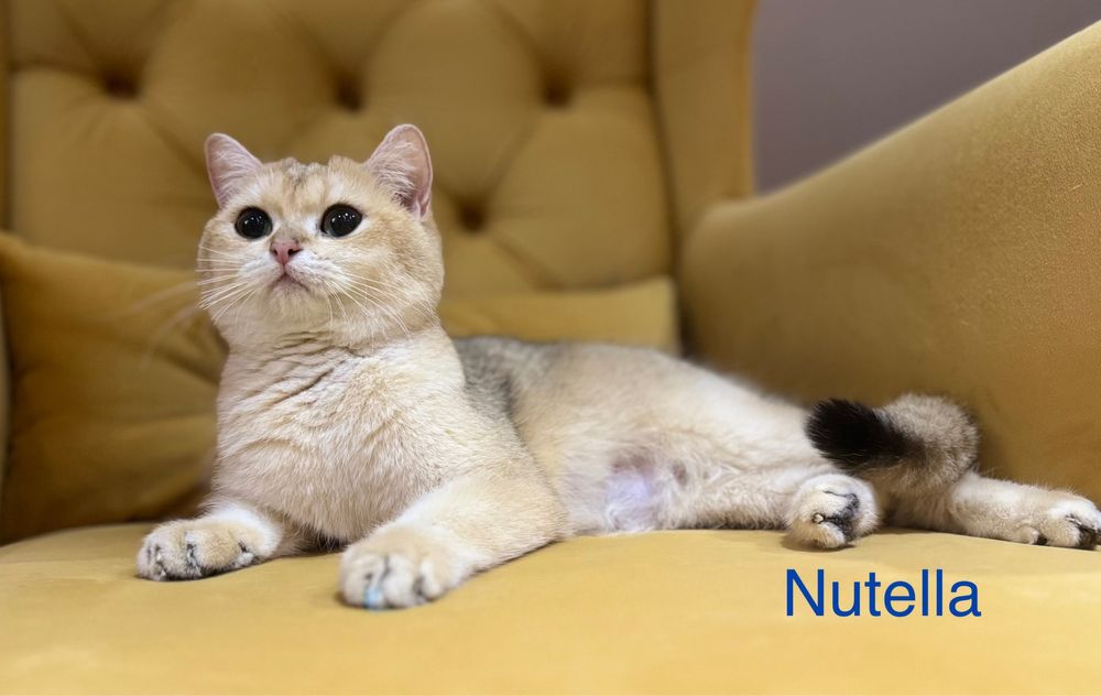 Kot kocur brytyjski point FIFe FPL prawdziwy rodowód GWARANCJA