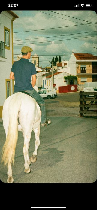 Égua lusitana pura