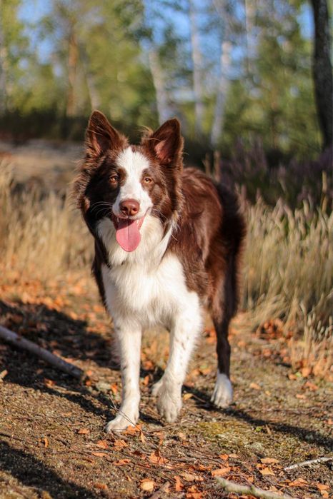 Border Collie szczeniak czekoladowy do ODBIORU! UNIKAT!