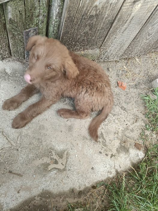 Pieski do adopcji (Została tylko suczka)