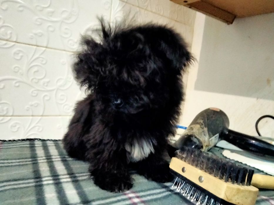 Девочка и мальчик 3 мес.мини