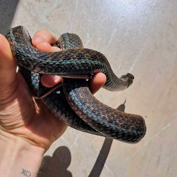 Wąż pończosznik Thamnophis eques obscurus różne odmiany