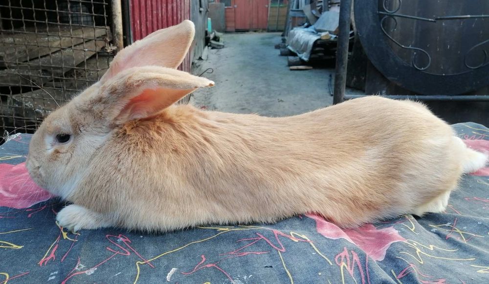 Кролі та кроленята