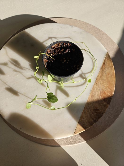 Monstera Dubia sadzonka