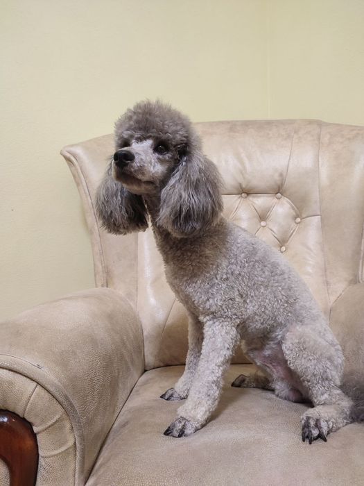 В'язка, карликовий пудель