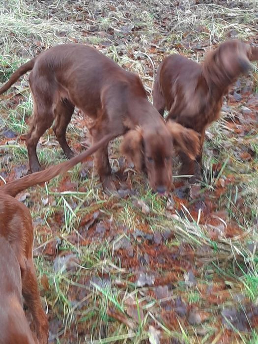 Seter irlandzki mahoniowy