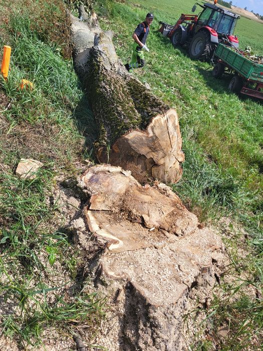 Sprzedam drzewo topola kanadyjska