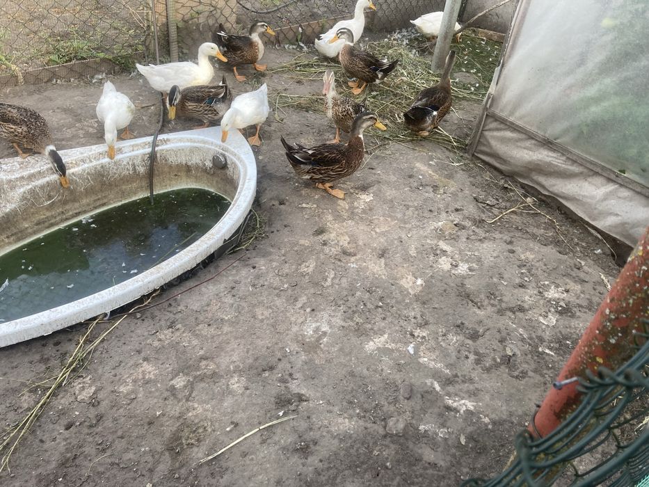 Sprzedam kaczki staropolskie