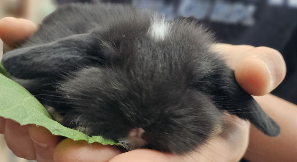 Coelhos anoes varias raças vacinados