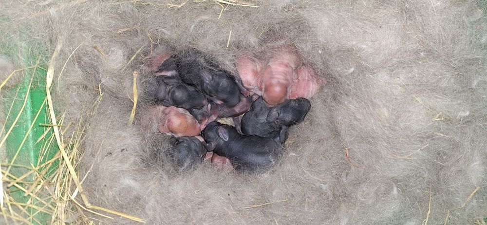 Coelhos para venda