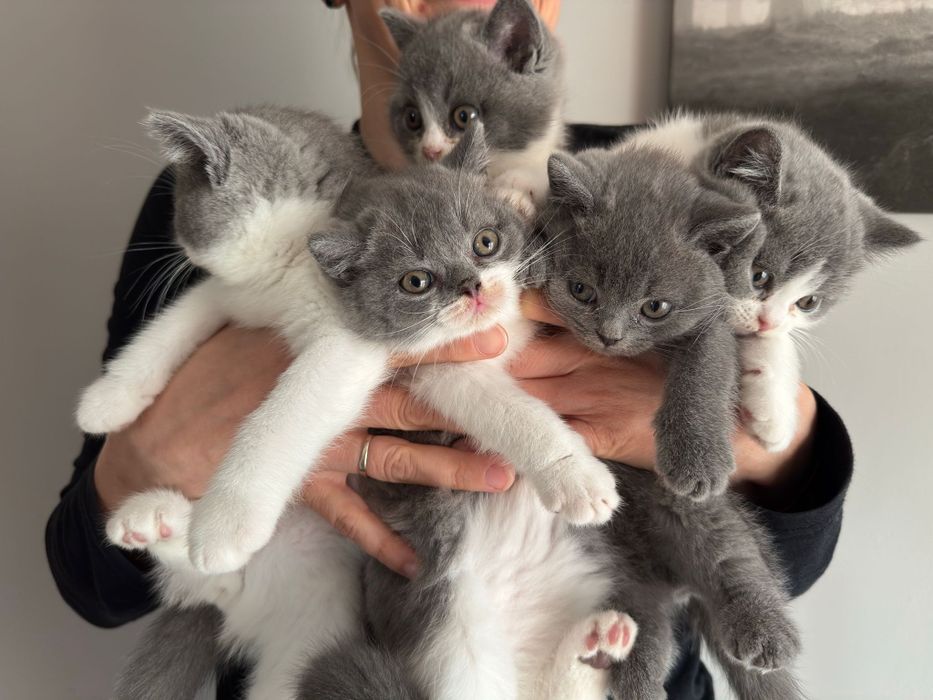 Kotka brytyjska a bicolor FPL