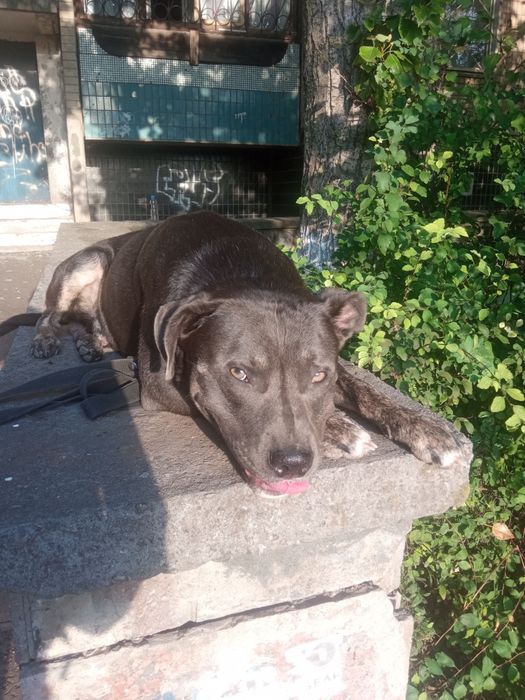 Голубой Стафф для вязки.